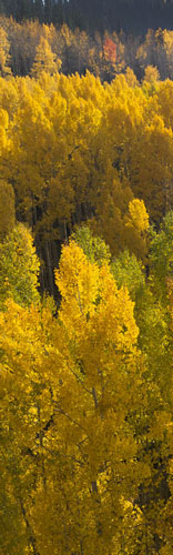 Scenic view of Aspens in Colorado